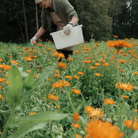 Bio Kräuterteemischung aus Waldkräutern - The Baltic Shop