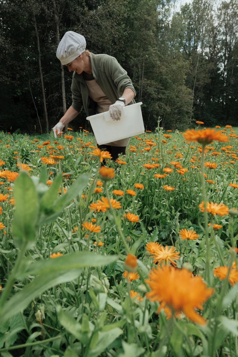 Bio Kräuterteemischung aus Waldkräutern - The Baltic Shop